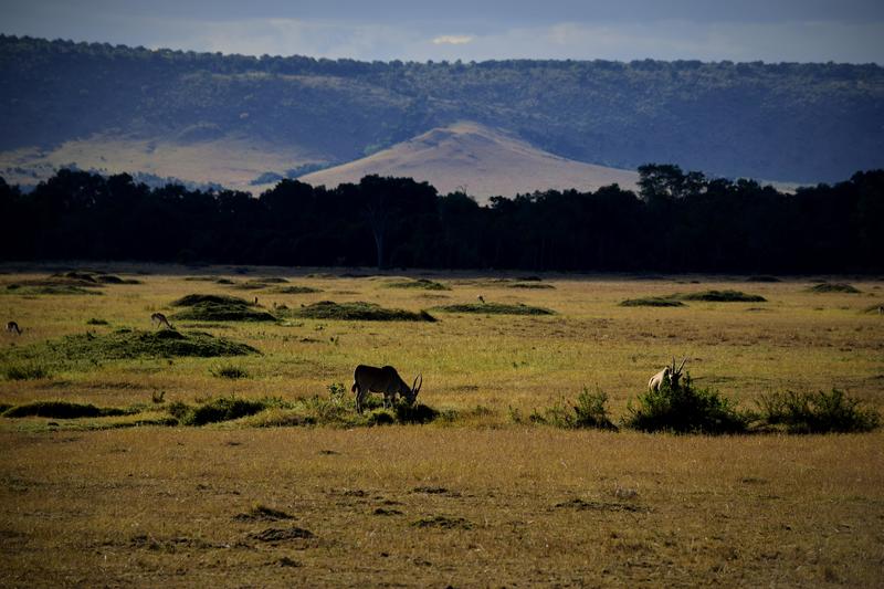 Mis días de safari en Uganda, Kenia y Zanzíbar.. Os lo intento contar - Blogs de Africa Este y Centro - Recorremos Masai Mara de un extremo a otro.. ¡Qué lugar! (45)