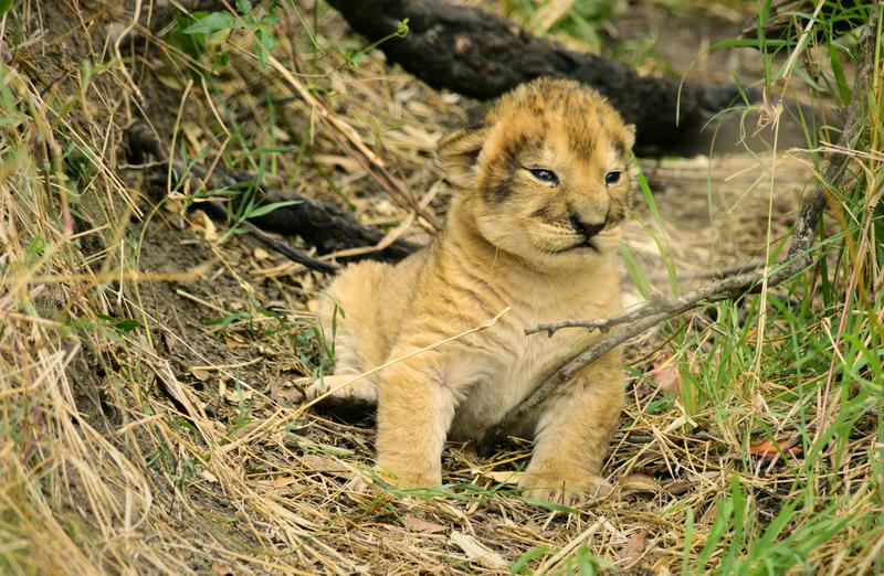Mis días de safari en Uganda, Kenia y Zanzíbar.. Os lo intento contar - Blogs de Africa Este y Centro - Recorremos Masai Mara de un extremo a otro.. ¡Qué lugar! (17)