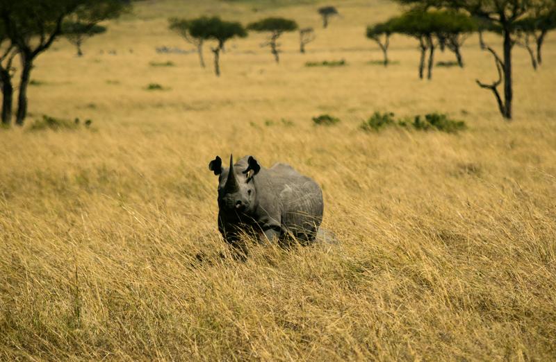 Mis días de safari en Uganda, Kenia y Zanzíbar.. Os lo intento contar - Blogs de Africa Este y Centro - Nuestra pequeña versión del cruce (6)