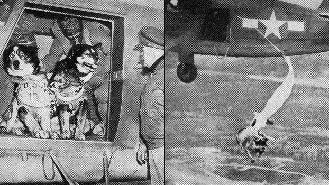 Perros paracaidistas de rescate del Ejército de Estados Unidos