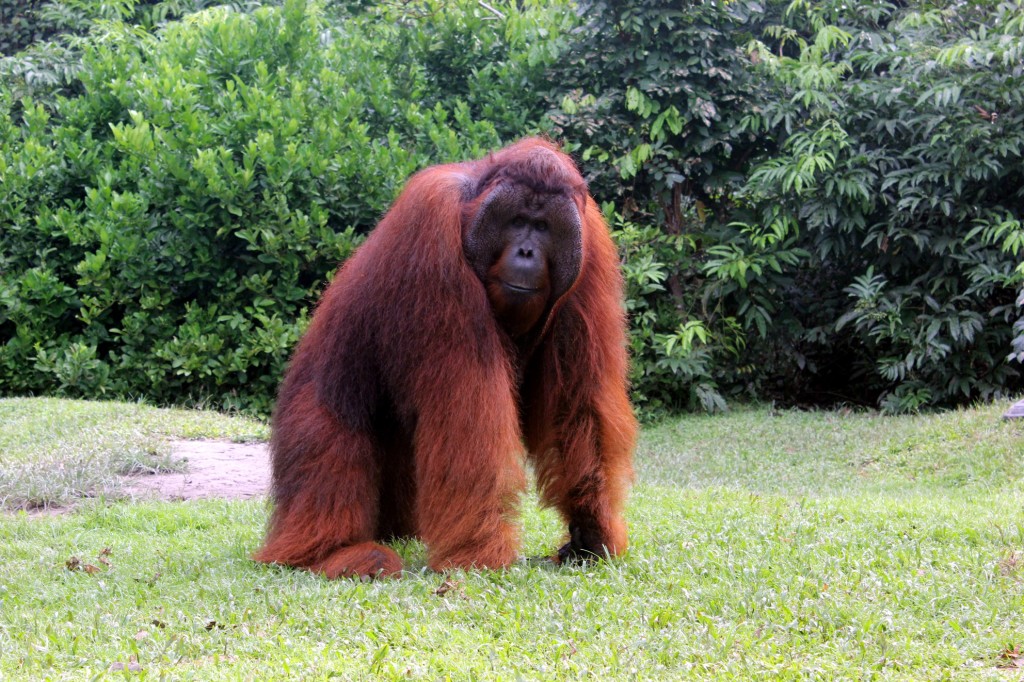 Orangutan_Borneo_1024x682.jpg