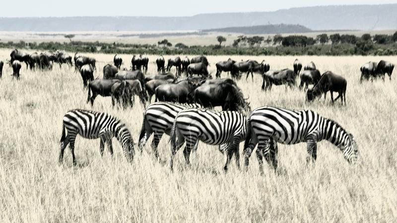 Mis días de safari en Uganda, Kenia y Zanzíbar.. Os lo intento contar - Blogs de Africa Este y Centro - Día completo en el Mara.. qué sitio tan impresionante.. (1)