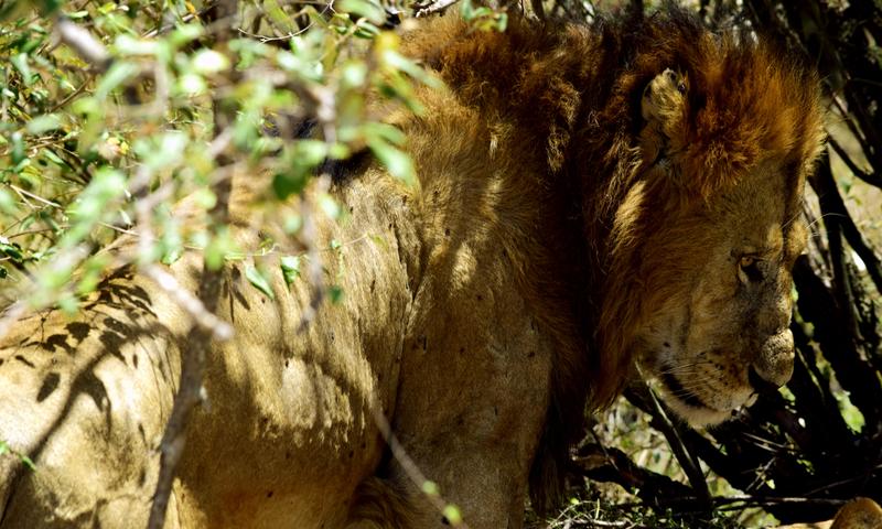 Mis días de safari en Uganda, Kenia y Zanzíbar.. Os lo intento contar - Blogs de Africa Este y Centro - Día completo en el Mara.. qué sitio tan impresionante.. (8)