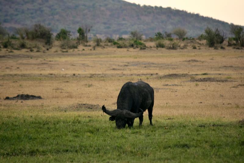 Mis días de safari en Uganda, Kenia y Zanzíbar.. Os lo intento contar - Blogs de Africa Este y Centro - Masai Mara.. Primer contacto (13)