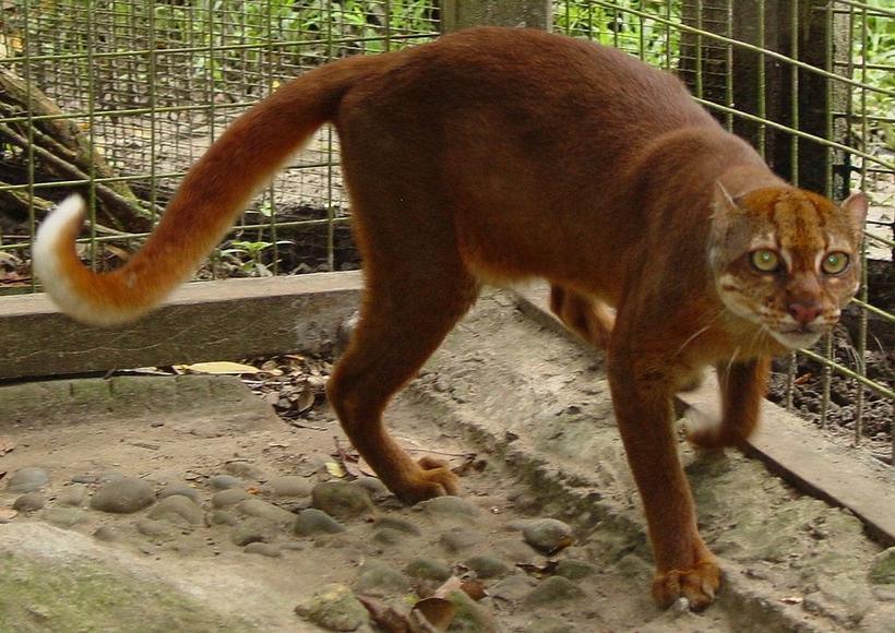 borneo.jpg