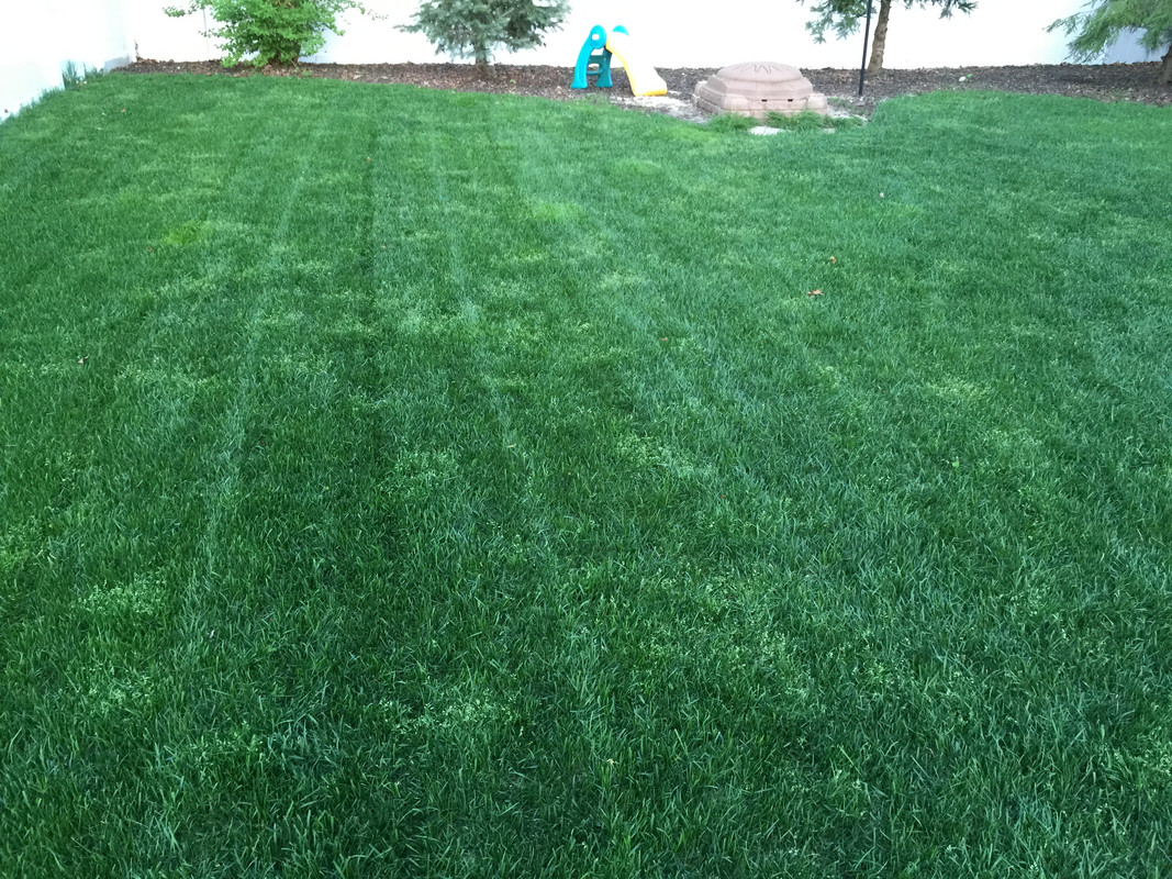 Poa Annua Failure Aroundtheyard Forums Image